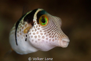 filefish by Volker Lonz 